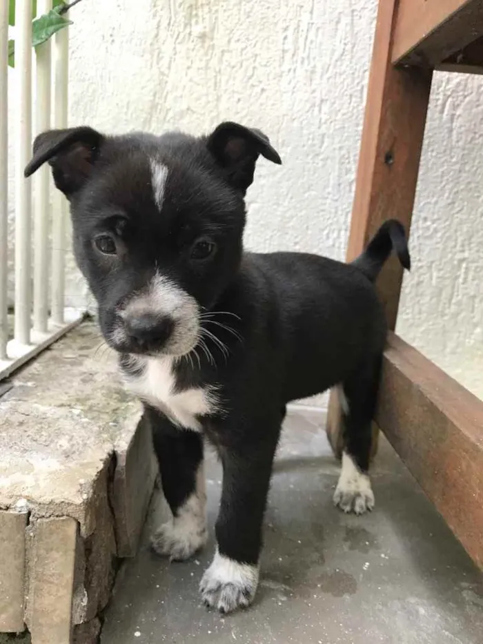 Cachorro ra a Sem Raça Definida idade Abaixo de 2 meses nome Sem Nome