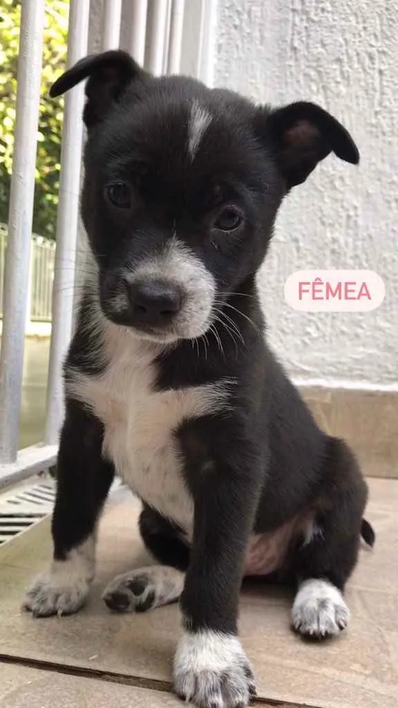 Cachorro ra a Sem Raça Definida idade Abaixo de 2 meses nome Sem Nome