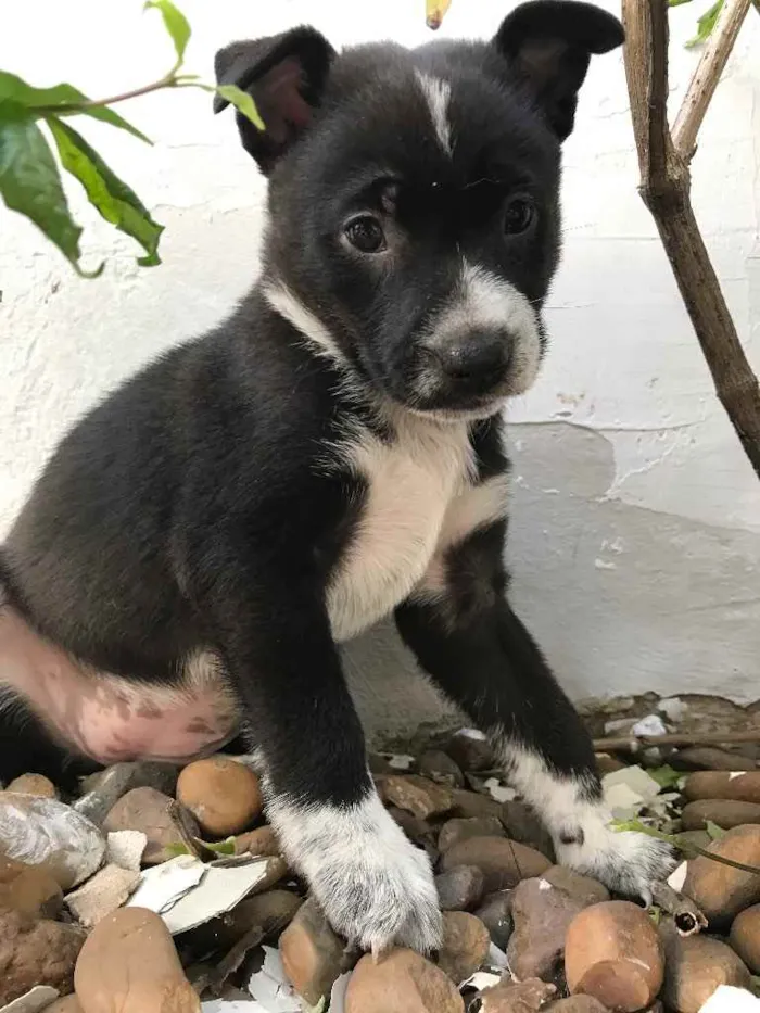 Cachorro ra a Sem Raça Definida idade Abaixo de 2 meses nome Sem Nome