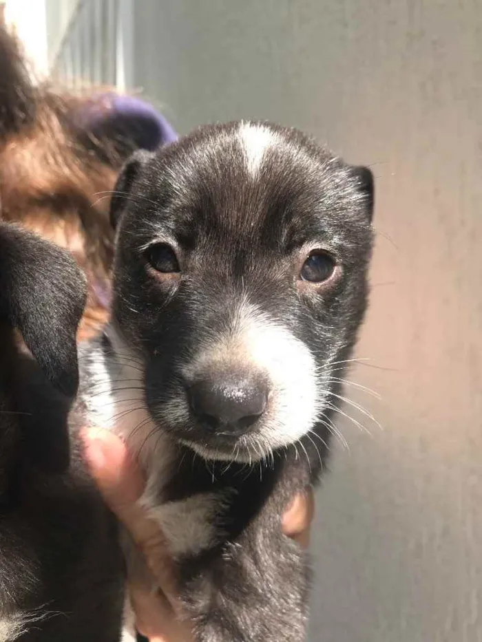 Cachorro ra a Sem Raça Definida idade Abaixo de 2 meses nome Sem Nome