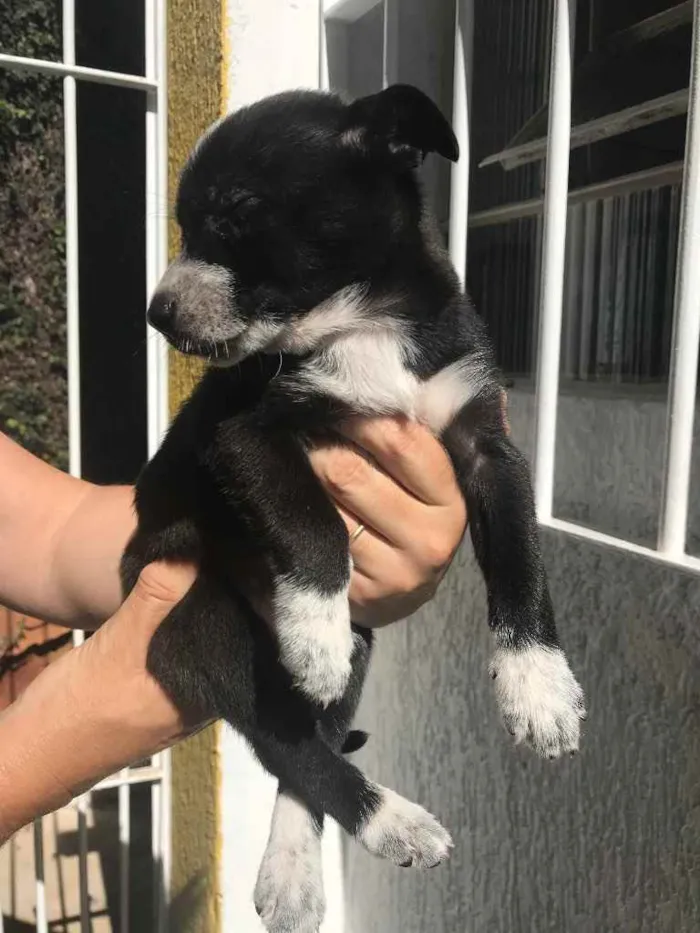 Cachorro ra a Sem Raça Definida idade Abaixo de 2 meses nome Sem Nome