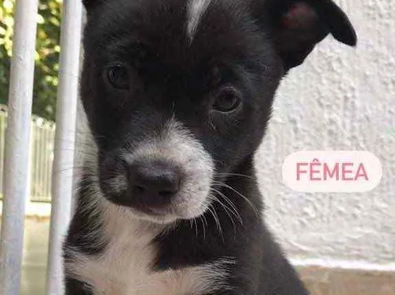 Cachorro ra a Sem Raça Definida idade Abaixo de 2 meses nome Sem Nome