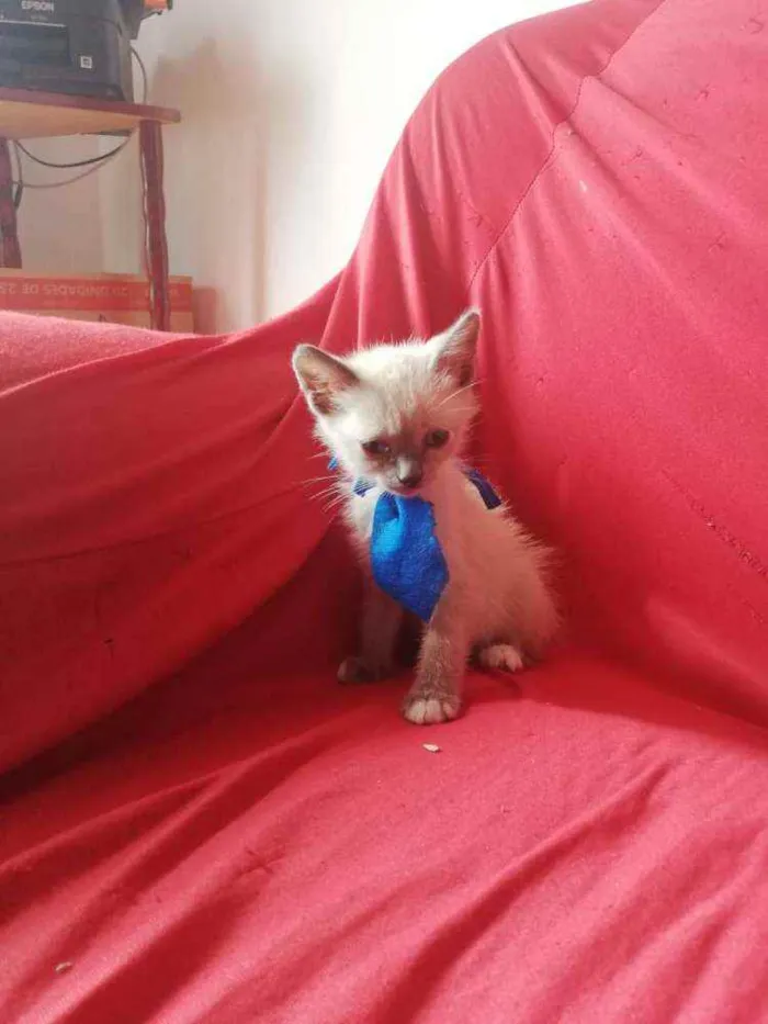 Gato ra a Pcb idade Abaixo de 2 meses nome Sem nome
