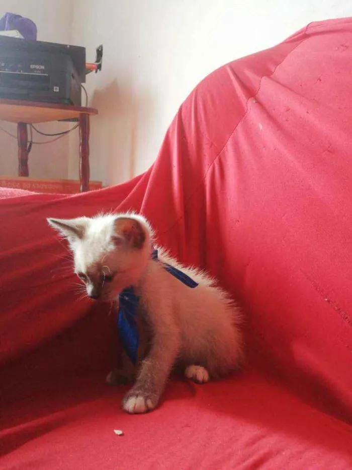 Gato ra a Pcb idade Abaixo de 2 meses nome Sem nome