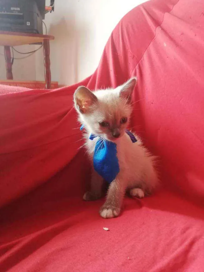 Gato ra a Pcb idade Abaixo de 2 meses nome Sem nome