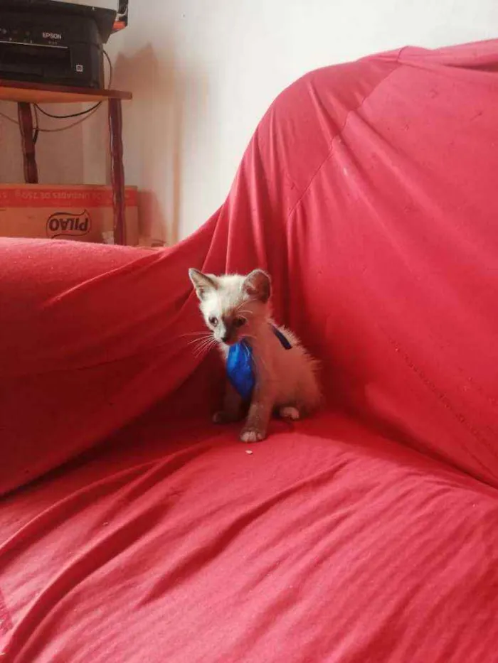 Gato ra a Pcb idade Abaixo de 2 meses nome Sem nome