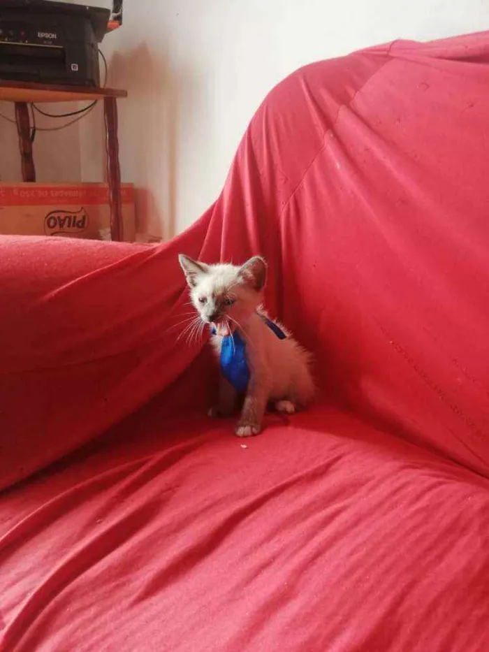 Gato ra a Pcb idade Abaixo de 2 meses nome Sem nome