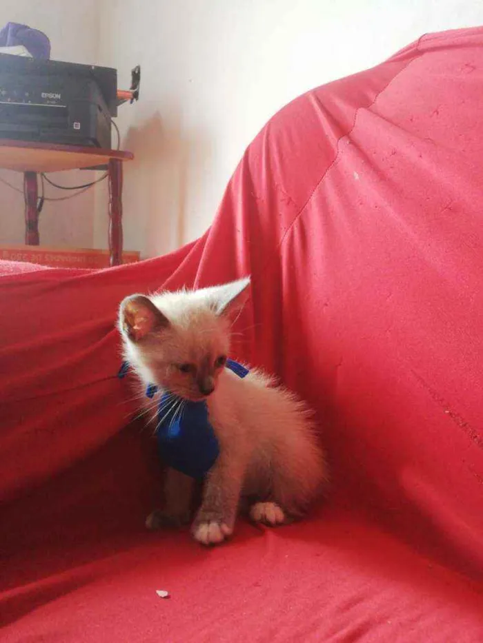 Gato ra a Pcb idade Abaixo de 2 meses nome Sem nome