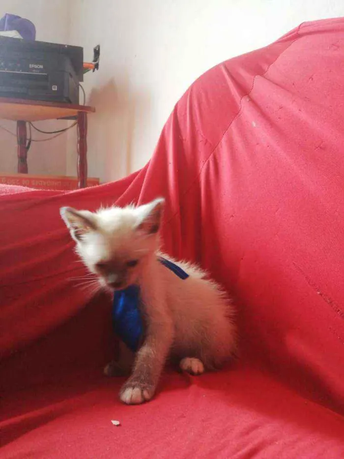 Gato ra a Pcb idade Abaixo de 2 meses nome Sem nome
