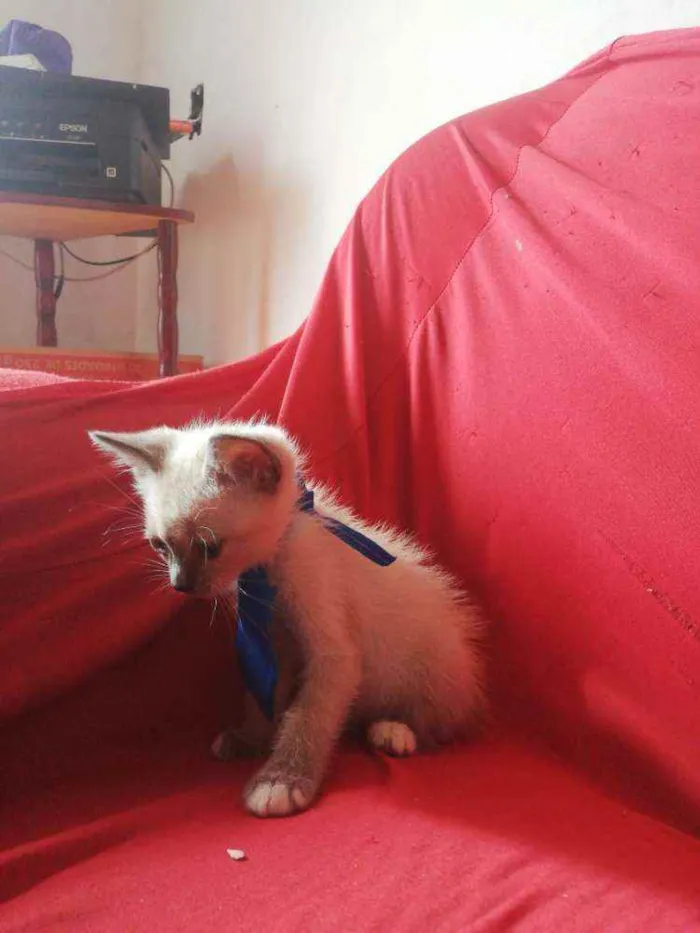 Gato ra a Pcb idade Abaixo de 2 meses nome Sem nome