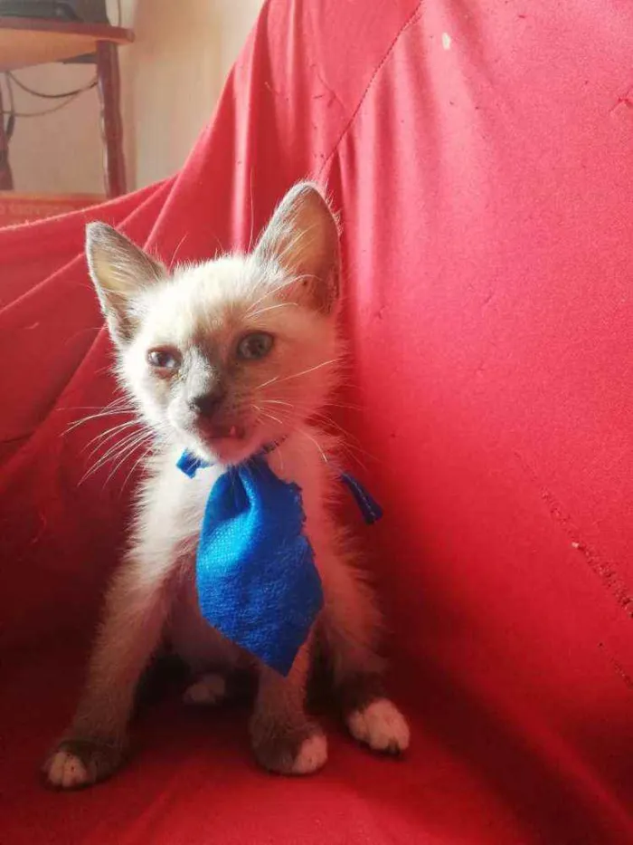 Gato ra a Pcb idade Abaixo de 2 meses nome Sem nome