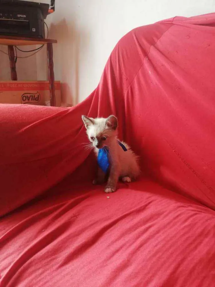 Gato ra a Pcb idade Abaixo de 2 meses nome Sem nome