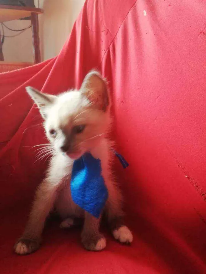 Gato ra a Pcb idade Abaixo de 2 meses nome Sem nome