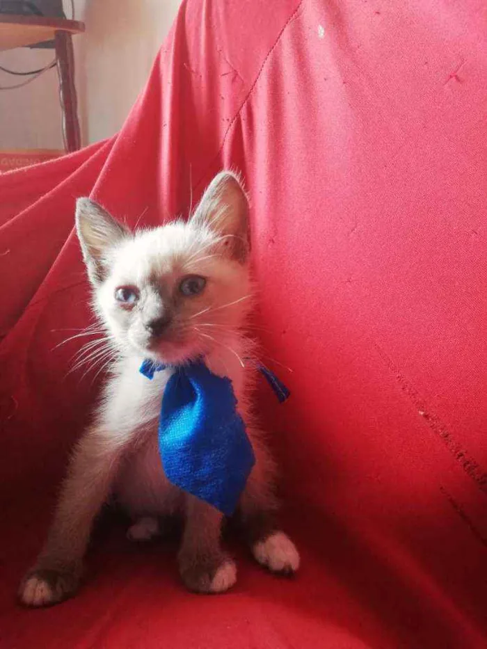 Gato ra a Pcb idade Abaixo de 2 meses nome Sem nome