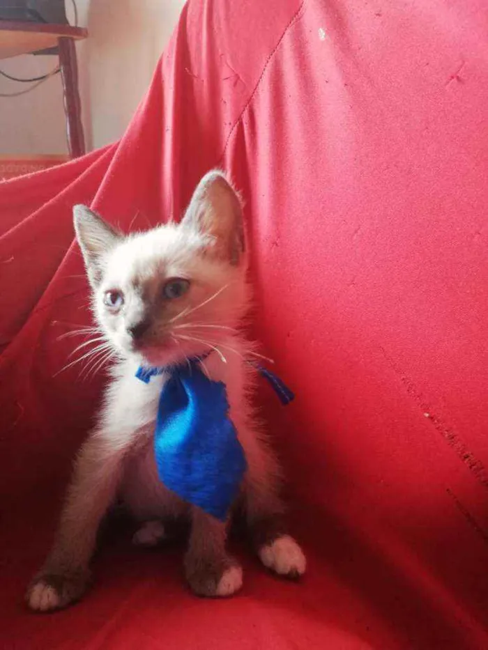 Gato ra a Pcb idade Abaixo de 2 meses nome Sem nome