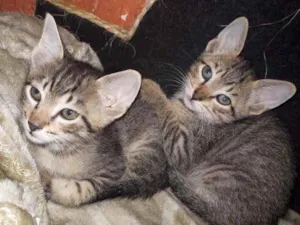 Gato raça Sem Raça Definida idade 2 a 6 meses nome Sem Nome