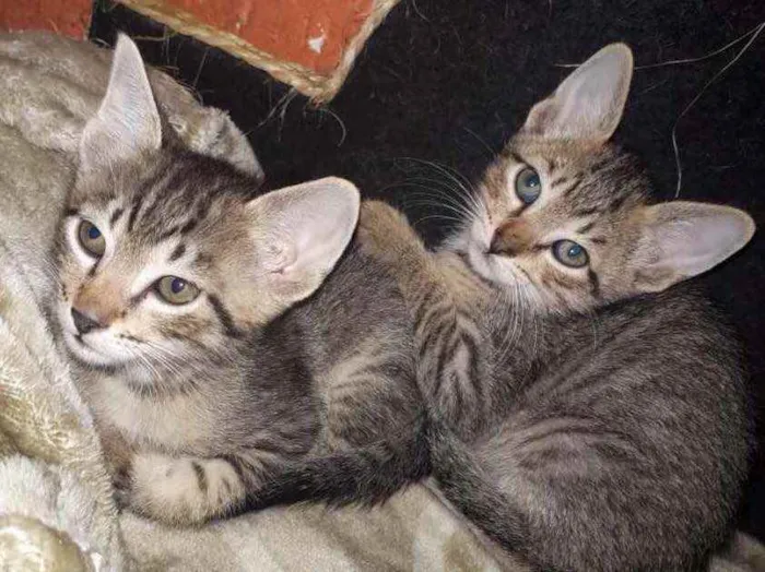 Gato raça Sem Raça Definida idade 2 a 6 meses nome Sem Nome