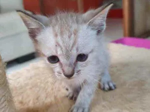 Gato raça Sem Raça Definida idade Abaixo de 2 meses nome Sem Nome