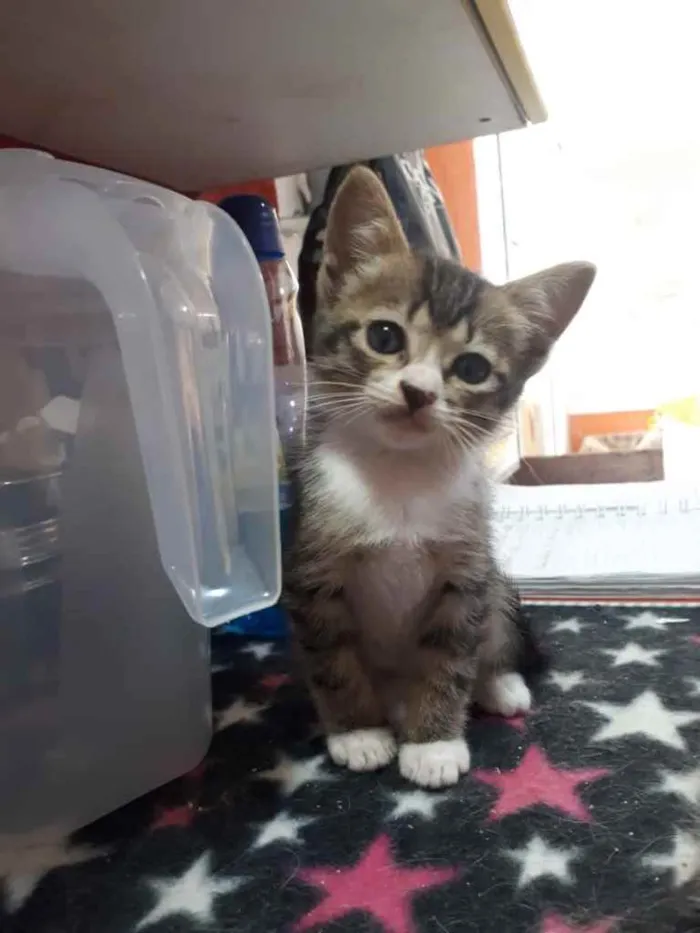 Gato raça Sem Raça Definida idade Abaixo de 2 meses nome Sem Nome