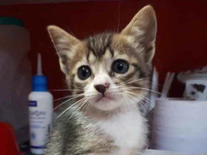 Gato raça Sem Raça Definida idade Abaixo de 2 meses nome Sem Nome