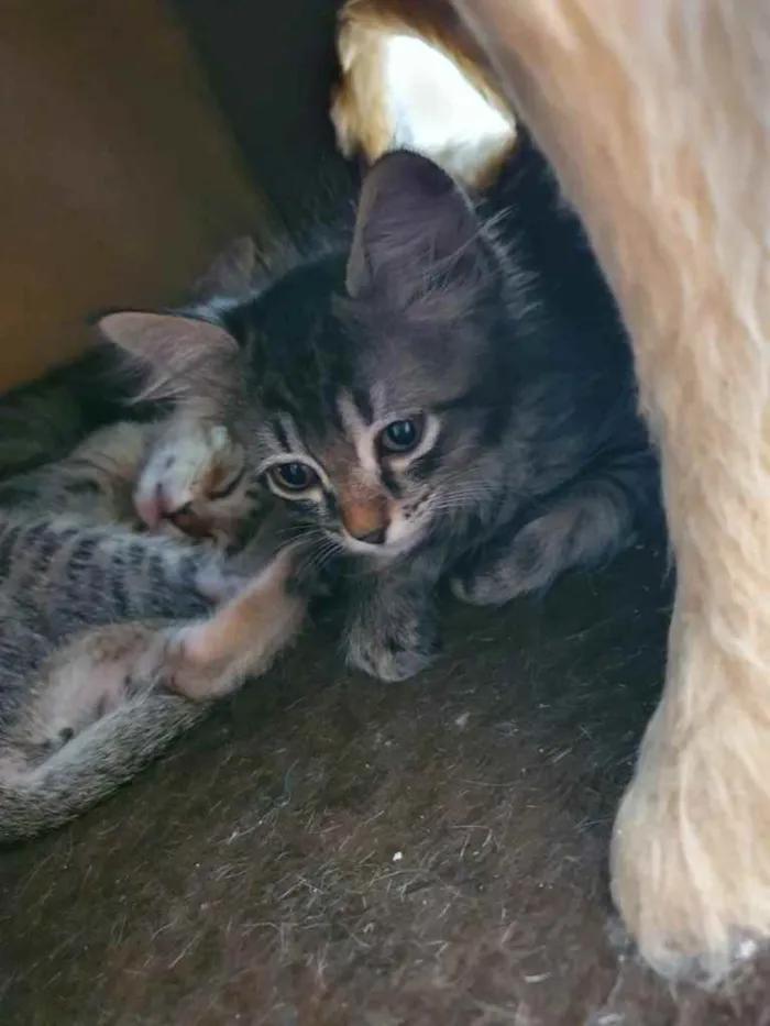 Gato raça Sem Raça Definida idade Abaixo de 2 meses nome Sem Nome