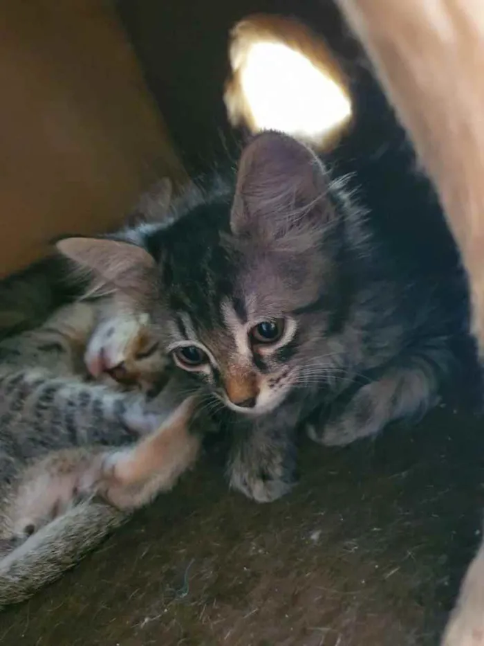 Gato raça Sem Raça Definida idade Abaixo de 2 meses nome Sem Nome