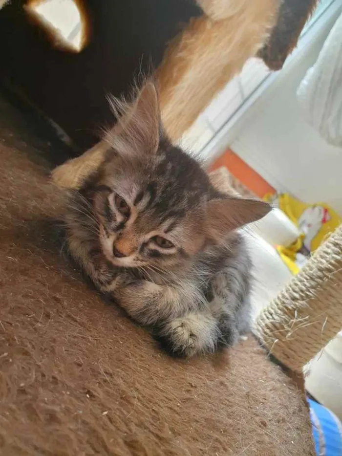 Gato raça Sem Raça Definida idade Abaixo de 2 meses nome Sem Nome