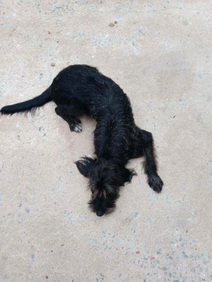 Cachorro ra a Vira lata idade 1 ano nome Shakira