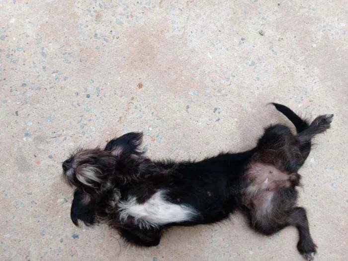 Cachorro ra a Vira lata idade 1 ano nome Shakira