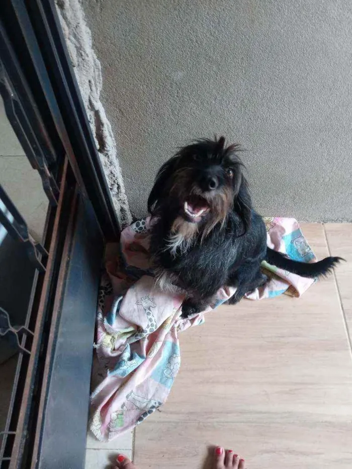 Cachorro ra a Vira lata idade 1 ano nome Shakira