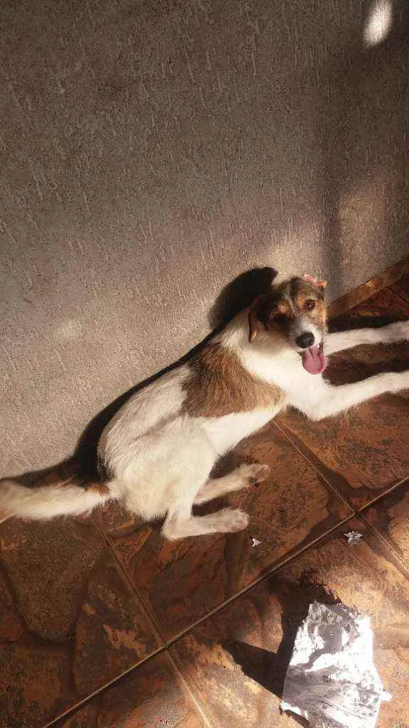 Cachorro ra a Sem raça idade 1 ano nome Bethovem