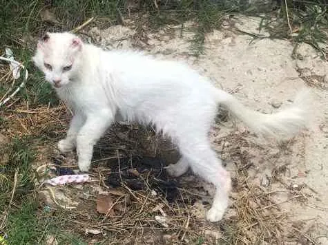 Gato ra a vira lata idade 3 anos nome sem nome