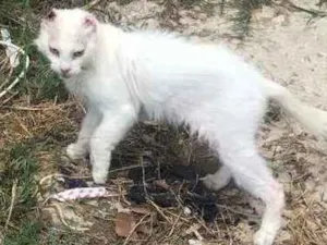 Gato raça vira lata idade 3 anos nome sem nome