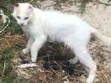 Gato ra a vira lata idade 3 anos nome sem nome