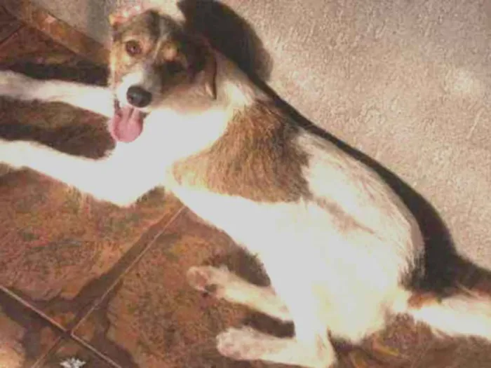 Cachorro ra a Sem raça idade 1 ano nome Bethovem