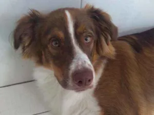 Cachorro raça Border collie idade 7 a 11 meses nome Tobi