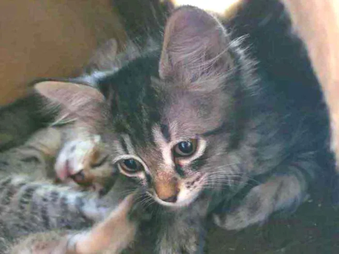 Gato raça Sem Raça Definida idade Abaixo de 2 meses nome Sem Nome