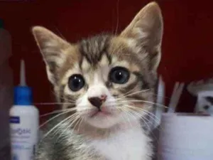 Gato raça Sem Raça Definida idade Abaixo de 2 meses nome Sem Nome