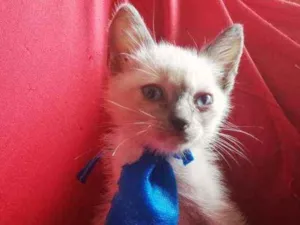 Gato raça Pcb idade Abaixo de 2 meses nome Sem nome