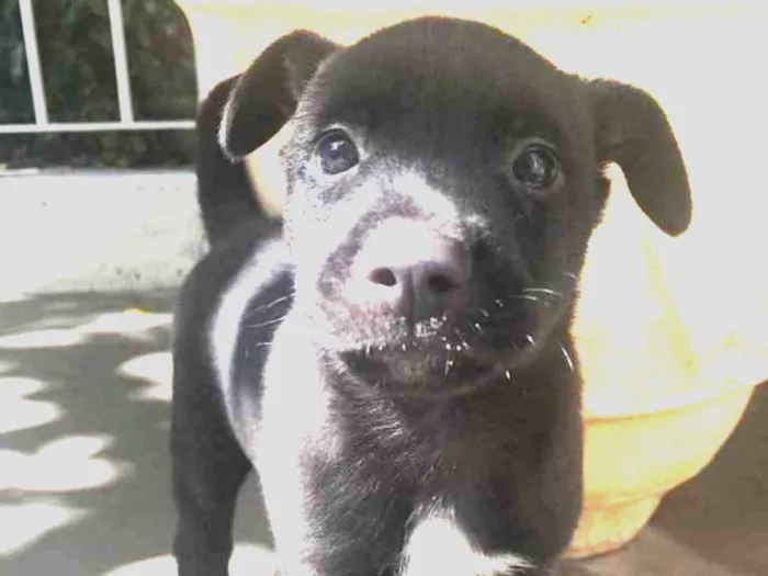 Cachorro ra a Sem Raça Definida idade Abaixo de 2 meses nome Sem Nome