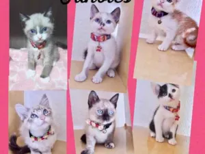 Gato raça SRD-ViraLata idade 2 a 6 meses nome Gatos filhotes