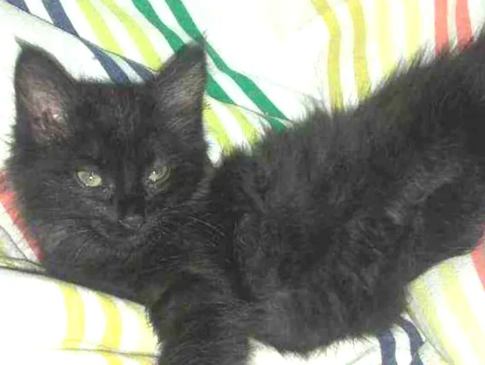 Gato ra a Pcb idade 2 a 6 meses nome Sem nome