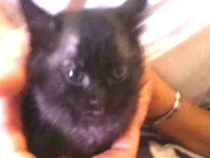 Gato raça indefinida idade Abaixo de 2 meses nome não tem 