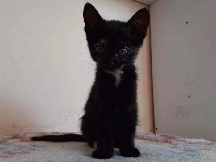 Gato ra a SRD idade 2 a 6 meses nome Sem nome 