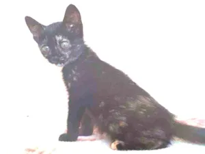 Gato raça SRD idade 2 a 6 meses nome Sem nome 