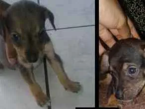 Cachorro ra a Vira lata idade Abaixo de 2 meses nome Não tem nome