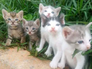 Gato raça Não sei idade 2 a 6 meses nome Sem nome