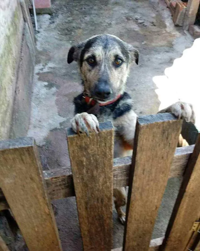 Cachorro ra a Pastor alemão com vira-lata idade 5 anos nome Alvin