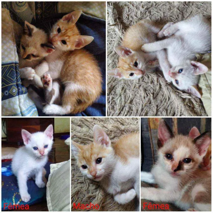 Gato ra a Sem raça definidas idade 2 a 6 meses nome Gatinhos de 60 dias