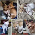 Gatinhos de 60 dias